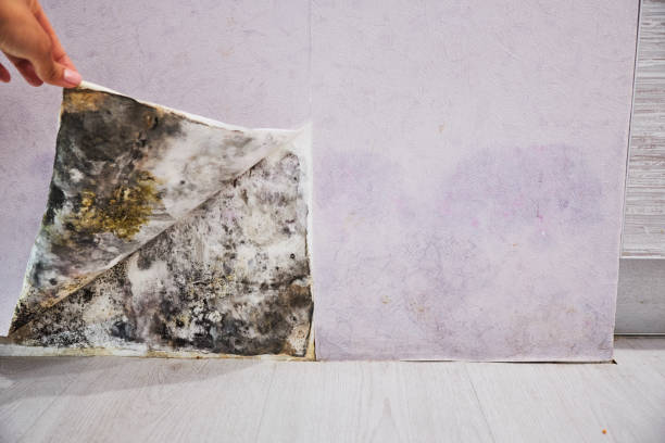 Best Residential Mold Removal  in Haleiwa, HI